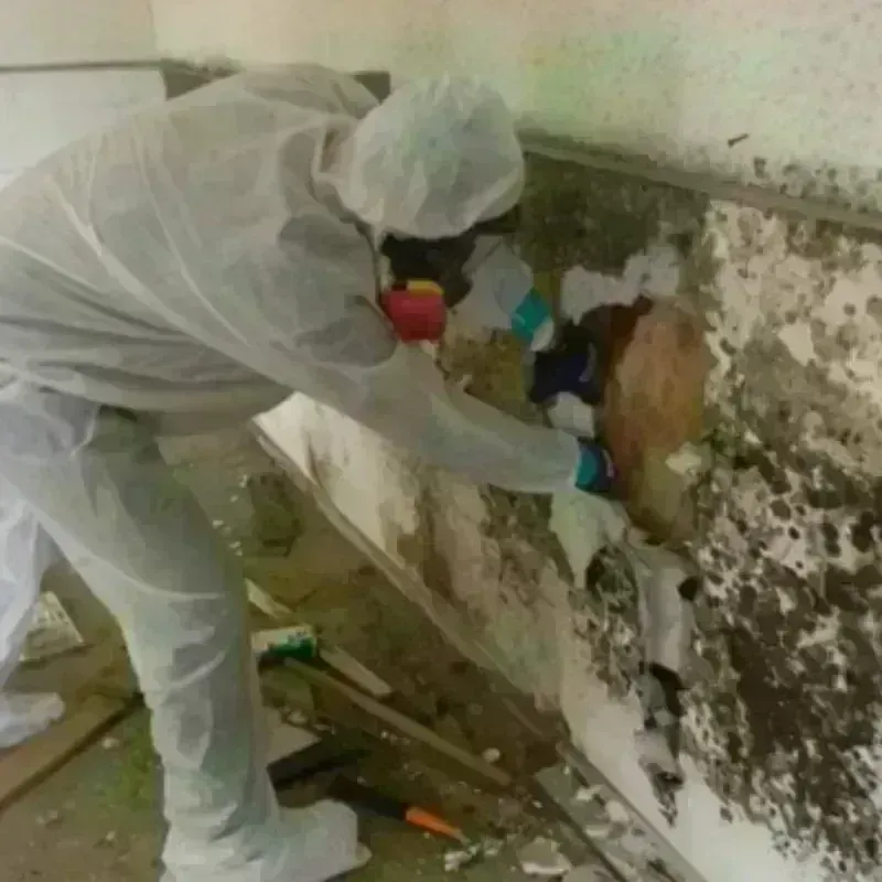 Mold Remediation and Removal in Leisuretowne, NJ